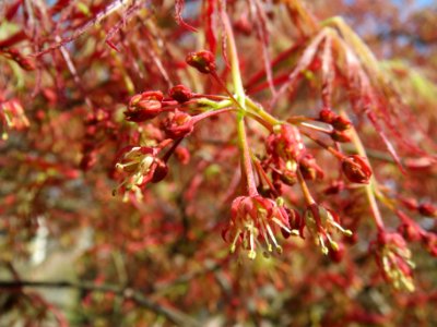 20140402Acer_palmatum_cultivars1