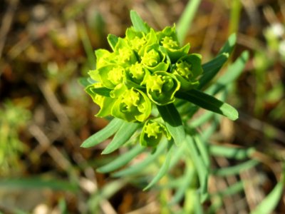 20140327Euphorbia_cyparissias2