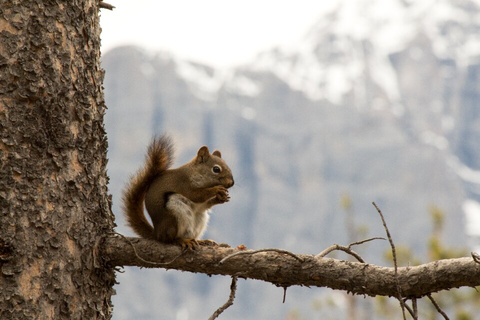 Small animal mammal
