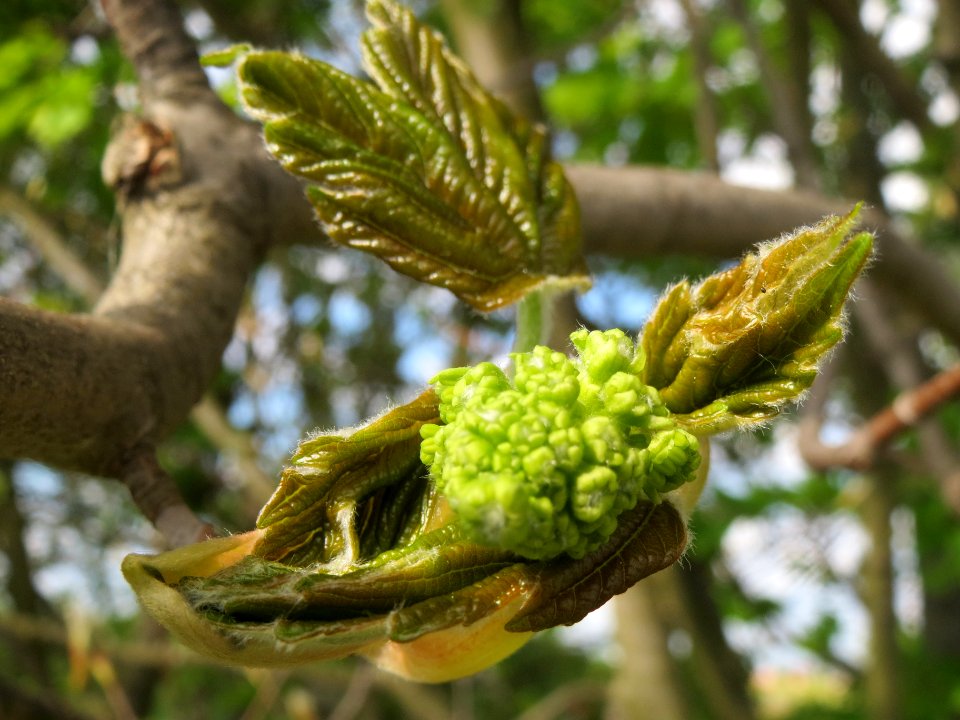 20140420Acer_pseudoplatanus2