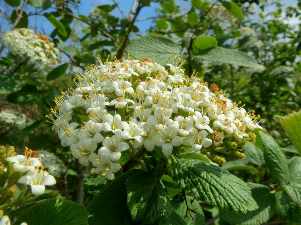20140420Viburnum_lantana3