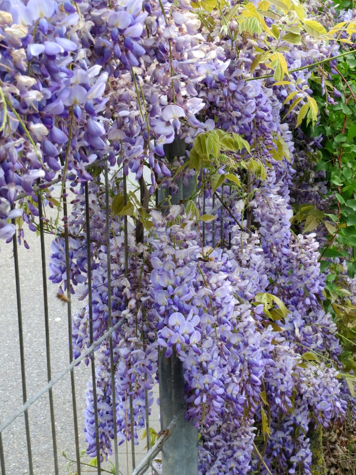 20140420Wisteria_floribunda2