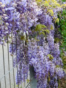 20140420Wisteria_floribunda2 photo