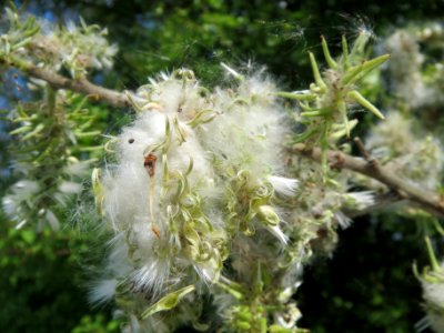 20140420Salix_caprea2