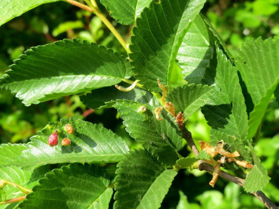 20140420Ulmus_minor5