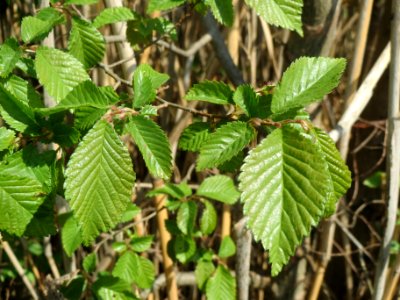 20140420Ulmus_minor1