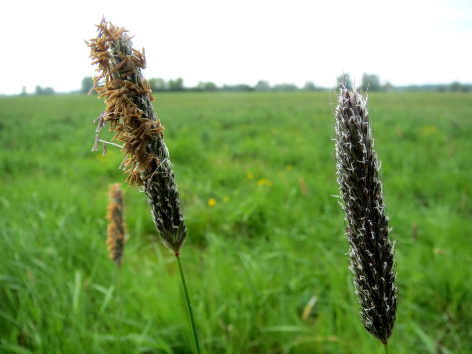 20140419Alopecurus_pratensis2