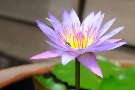 Flower pond water plant