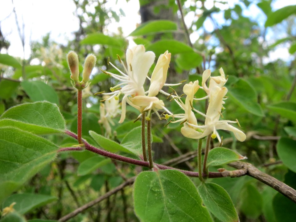 20140418Lonicera_xylosteum1