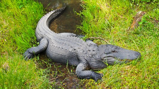 Animal reptile predator