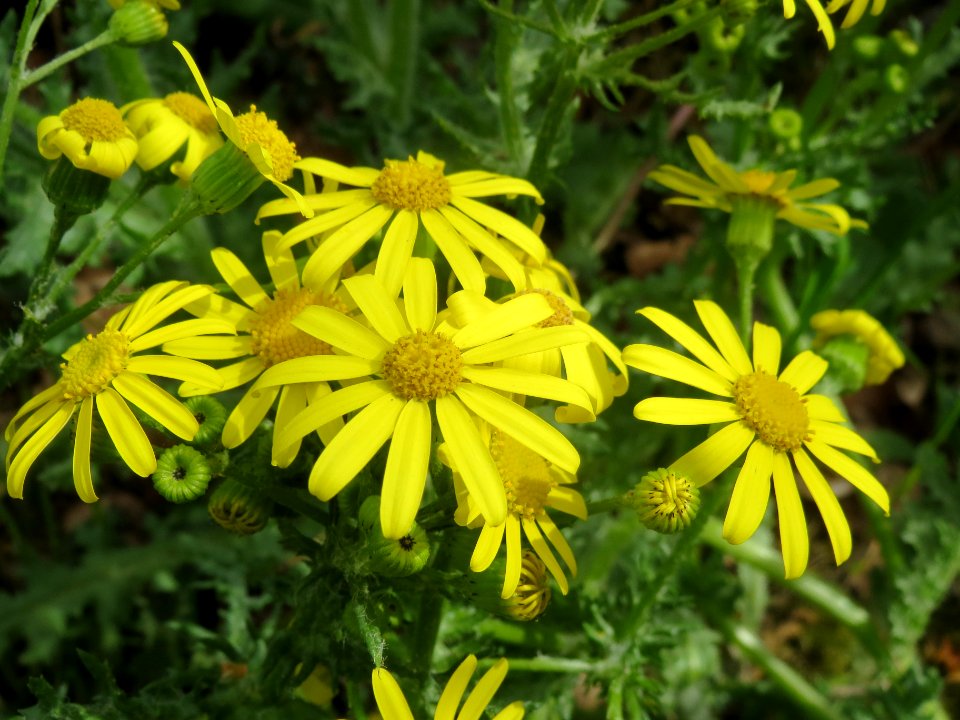 20140418Senecio_vernalis
