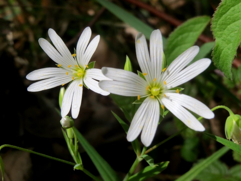 20140418Stellaria_holostea
