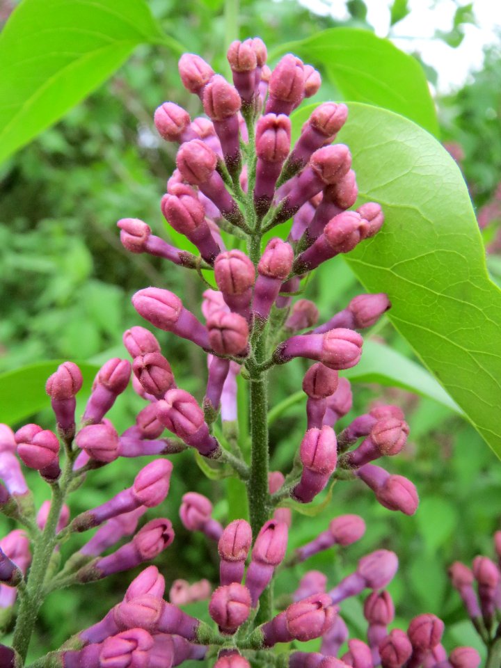 20140405Syringa_vulgaris1