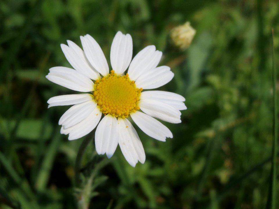 20140419Anthemis_arvensis2