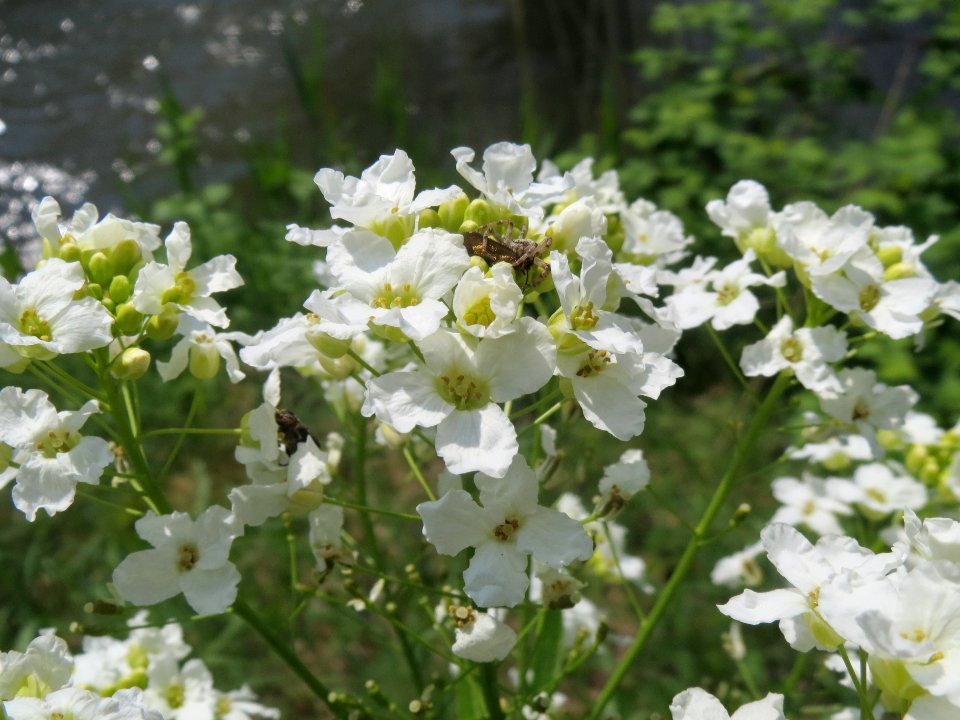 20140419Armoracia_rusticana4