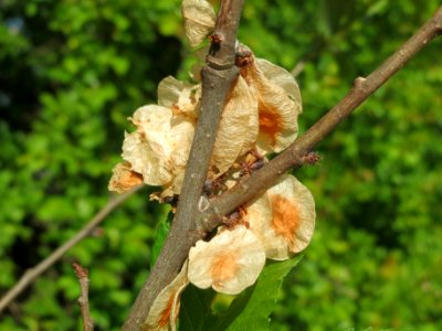 20140420Ulmus_minor4