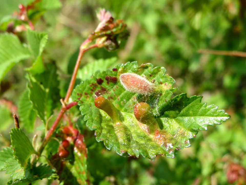 20140420Ulmus_minor2