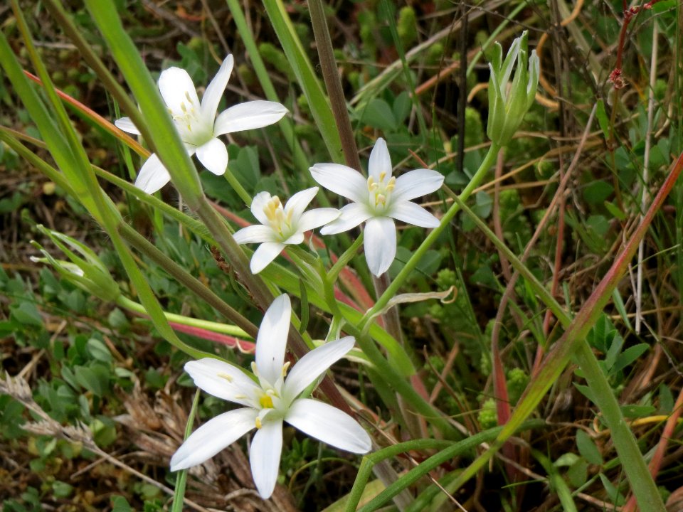 20140420Ornithogalum_umbellatum3