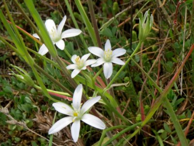 20140420Ornithogalum_umbellatum3
