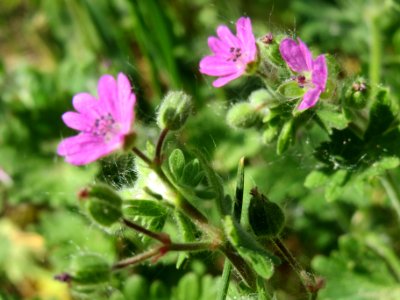 20140420Geranium_molle2