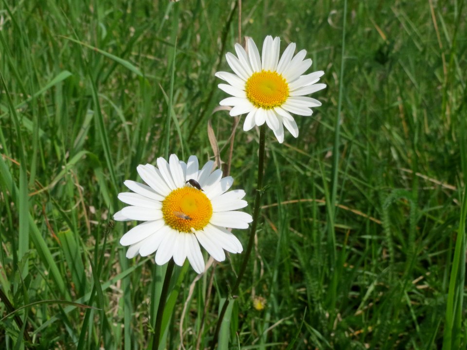 20140420Leucanthemum_vulgare