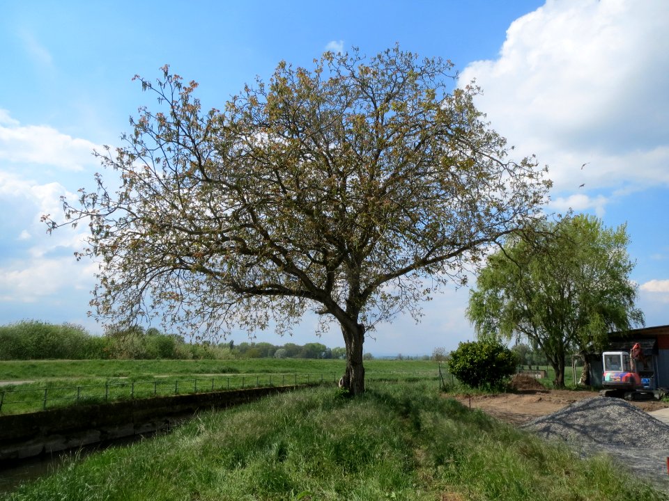 20140420Juglans_regia
