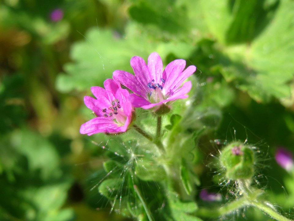 20140420Geranium_molle1