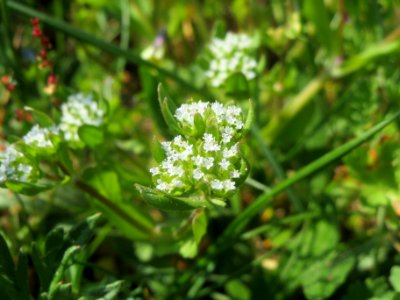 20140419Valerianella_locusta1