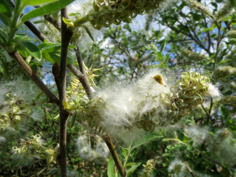 20140420Salix_caprea3