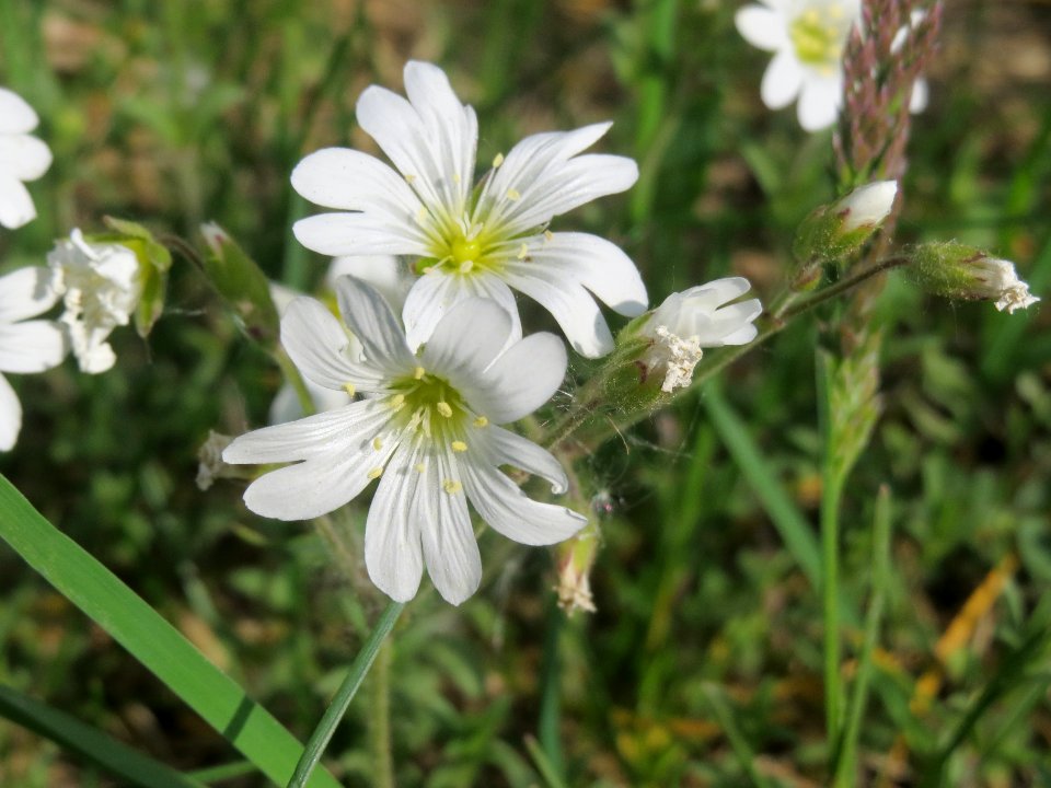 20140420Cerastium_arvense3