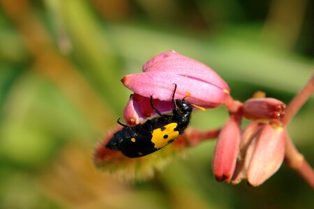 Eating nature wasp