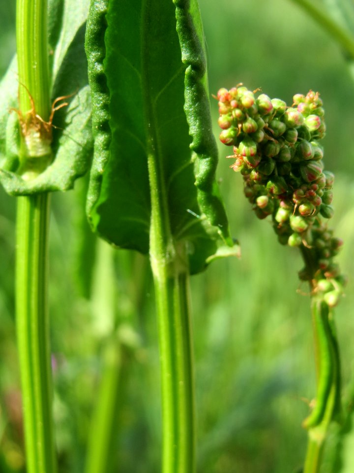 20140420Rumex_acetosa3