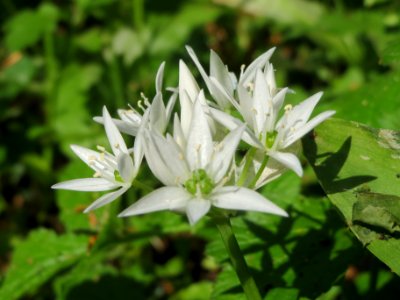 20140423Allium_ursinum4