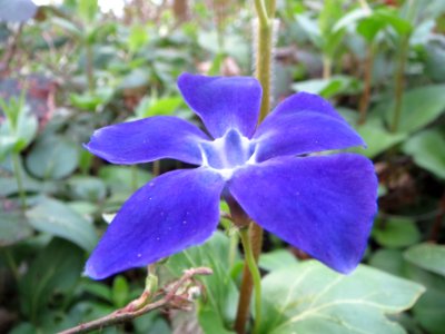 20140401Vinca_major3