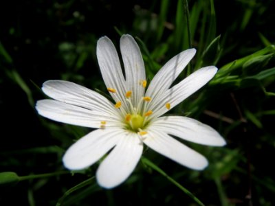 20140331Stellaria_holostea1