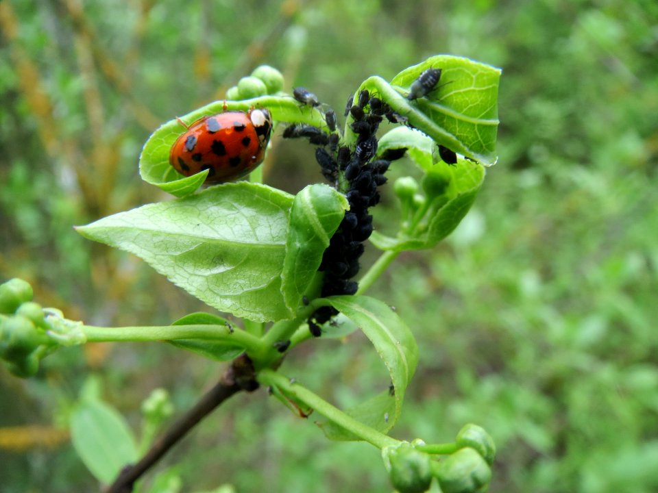 20140405Euonymus_europaeus2