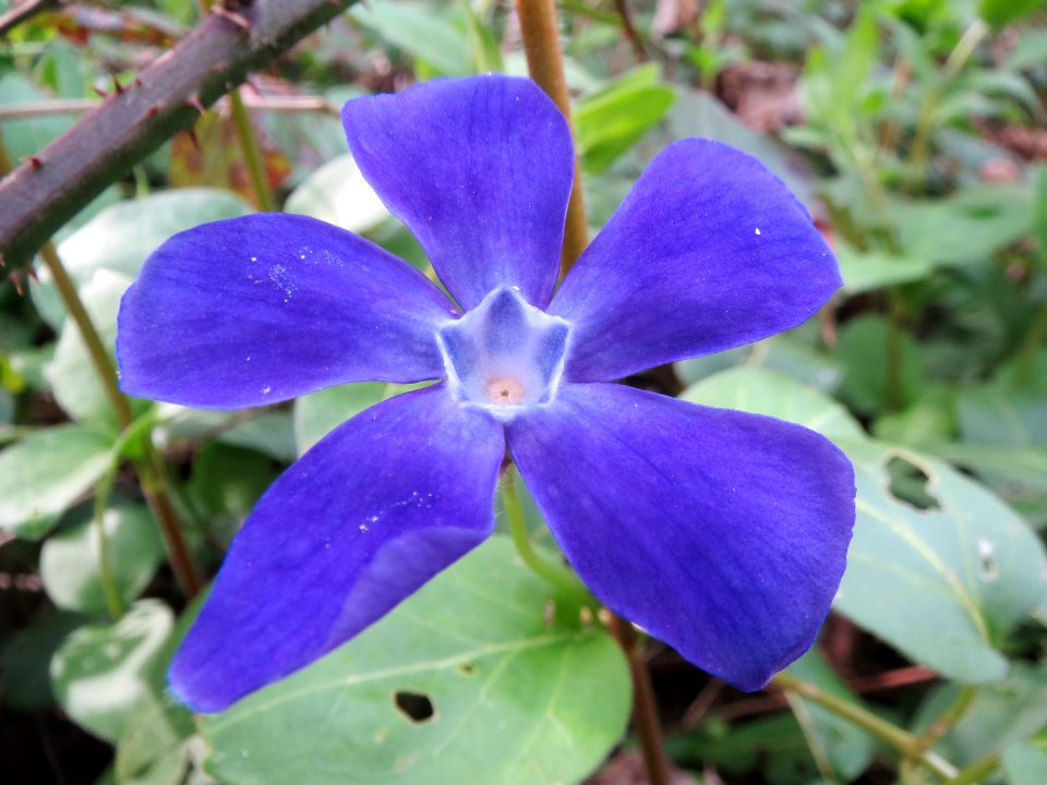 20140401Vinca_major4