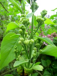 20140405Euonymus_europaeus1