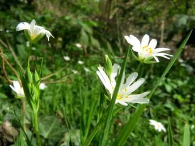 20140331Stellaria_holostea2