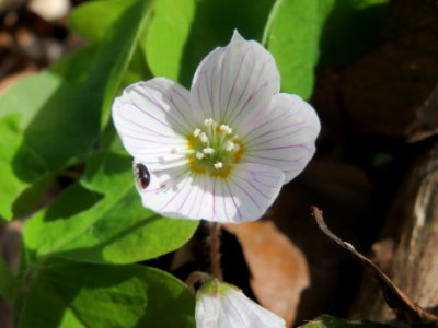 20140402Oxalis_acetosella3