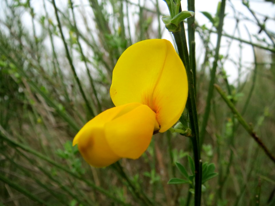 20140404Cytisus_scoparius