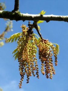 20140402Quercus_rubra3