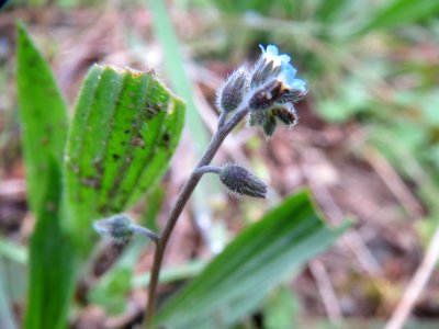 20140405Myosotis_stricta1
