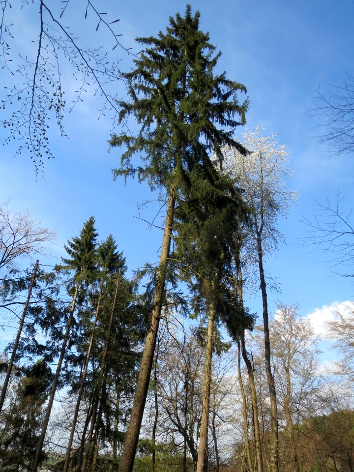 20140402Picea_abies