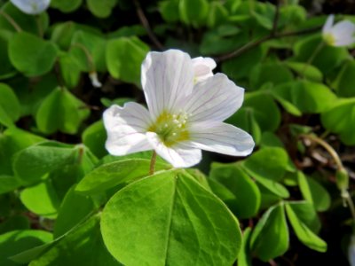 20140402Oxalis_acetosella5