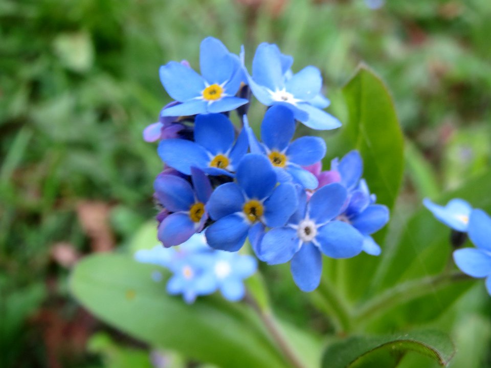 20140402Myosotis_sylvatica2