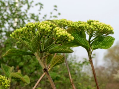 20140401Viburnum_lantana6