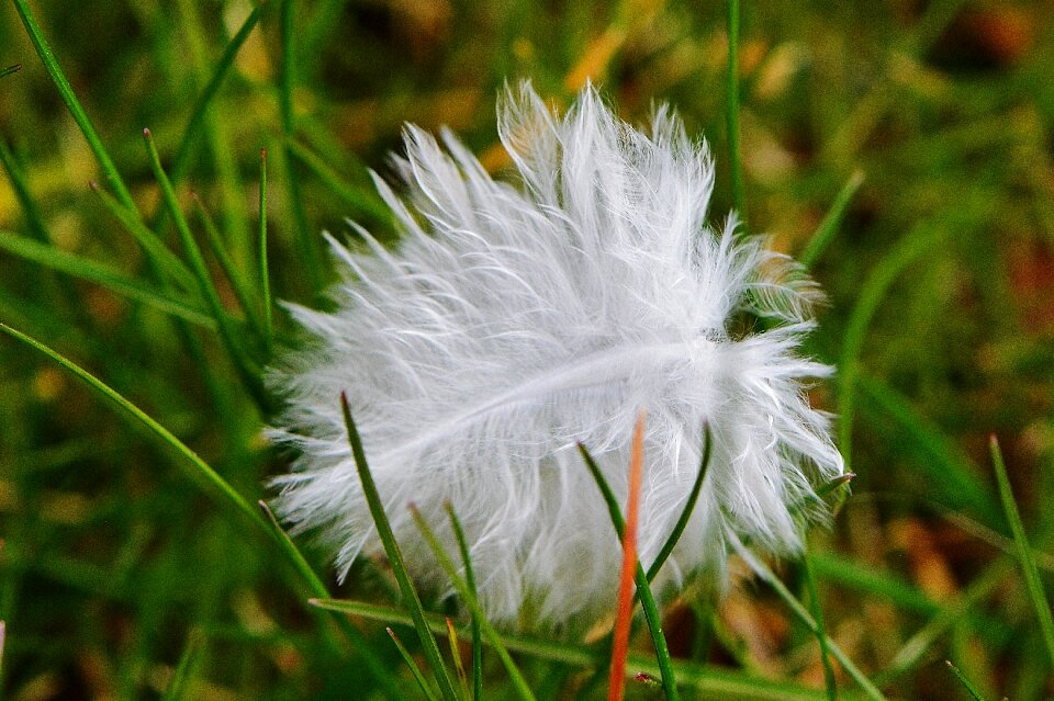 Meadow animal macro