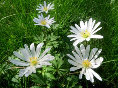 20140406Anemone_blanda1