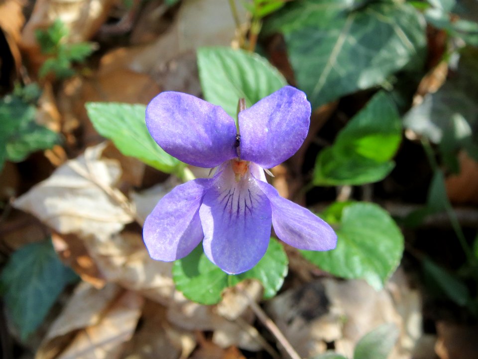 20140402Viola_reichenbachiana2